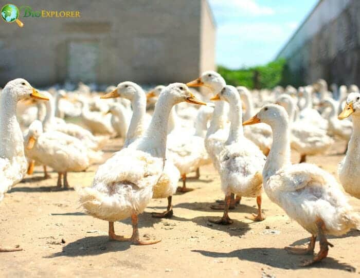 Domestic Duck Diets Domestic Duck Diets