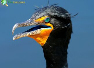 Double-Crested Cormorant