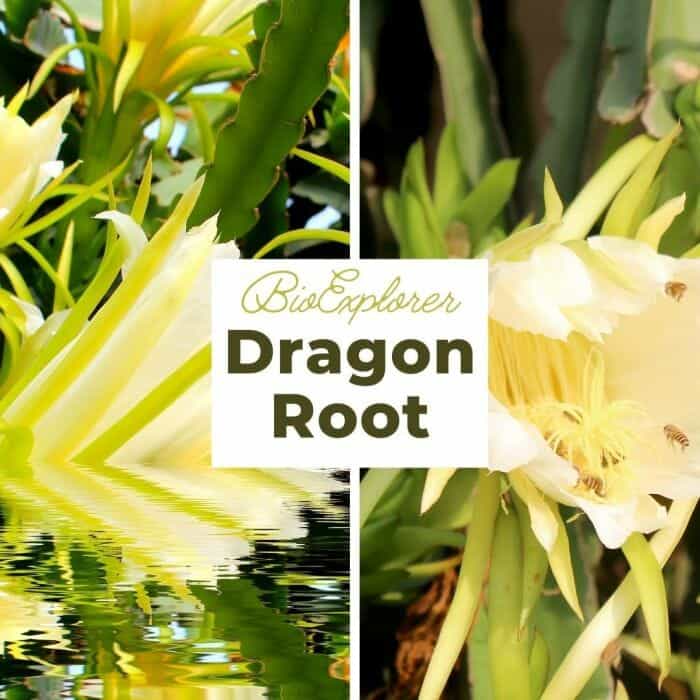 Dragon Root Dragon Root