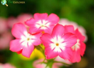 Drummond’s Phlox