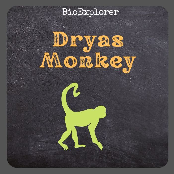 Dryas Monkey