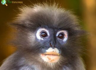 Dusky Langur