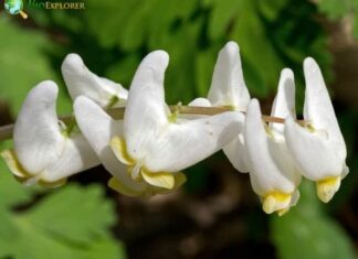 Dutchman’s Breeches