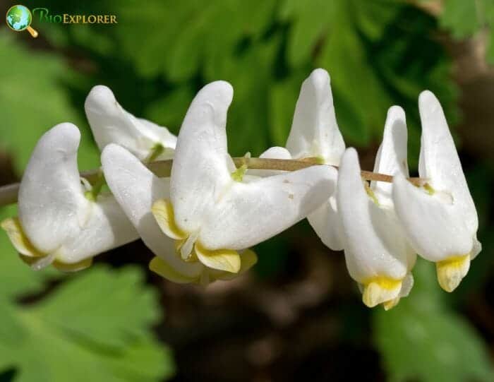 Dutchman's Breeches