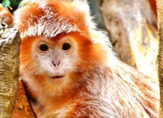 East Javan Langur