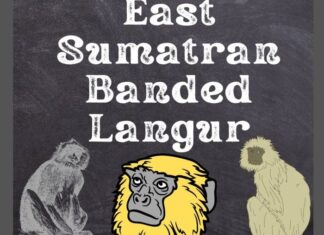 East Sumatran Banded Langur