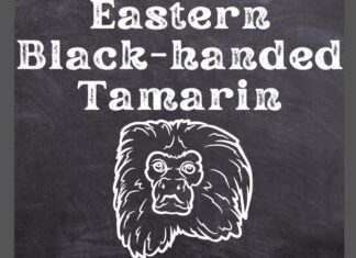 Eastern Black-handed Tamarin