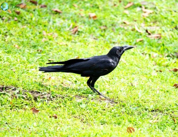 Eastern Jungle Crow Eastern Jungle Crow
