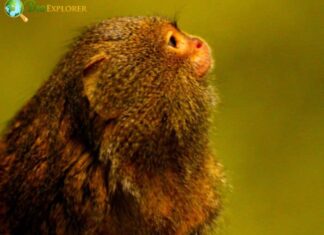 Eastern Pygmy Marmoset