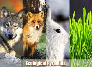 Explore Ecological Pyramid: 3 Major Types and Limitations