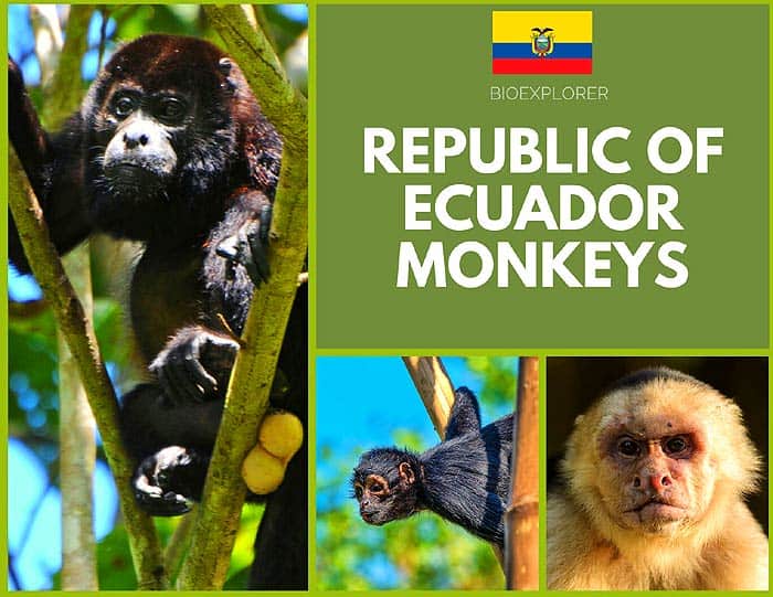 Ecuadorian Monkeys