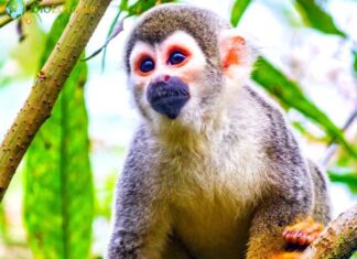Ecuadorian Squirrel Monkey