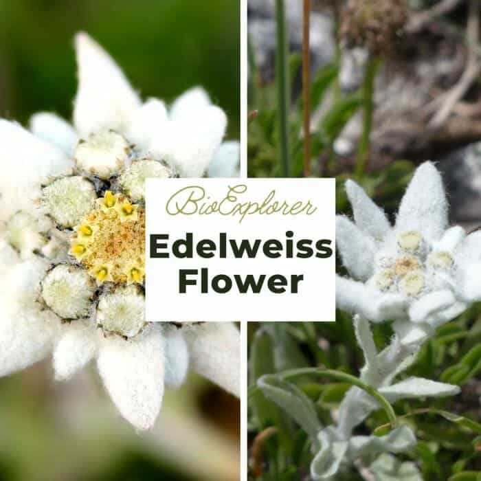 Edelweiss Edelweiss
