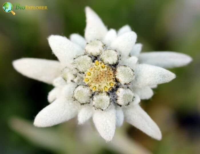 Edelweiss