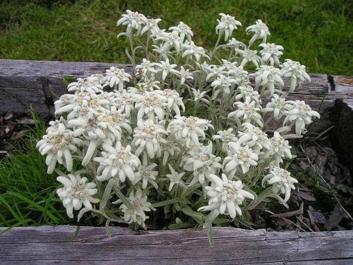 Edelweiss Flower Plants Edelweiss Flower Plants