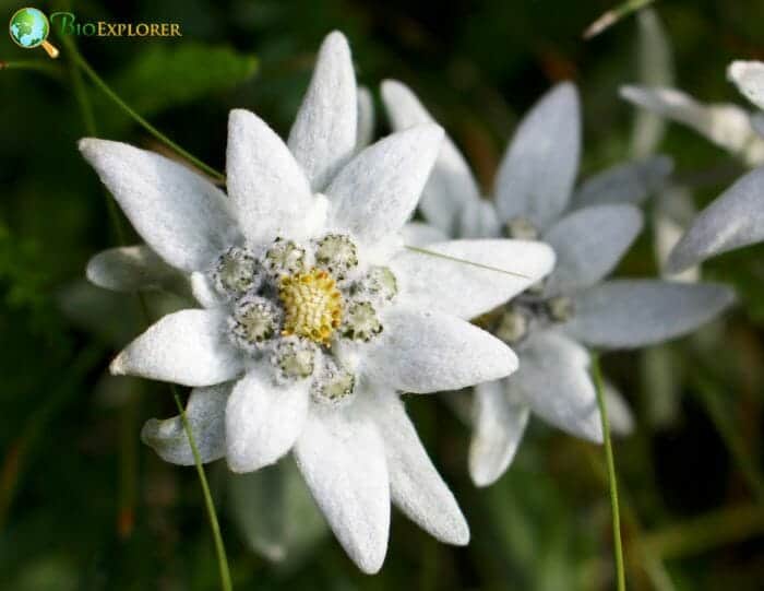 Edelweiss Flowers Edelweiss Flowers