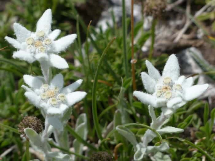 Edelweiss Wild Flower Edelweiss Wild Flower
