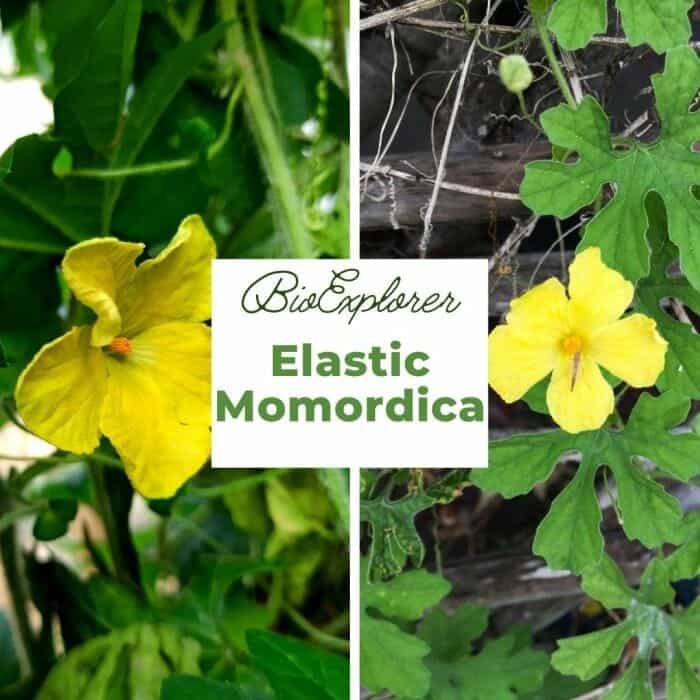 Elastic Momordica Elastic Momordica