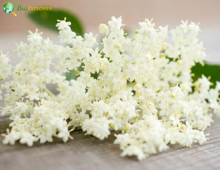 Elderflower
