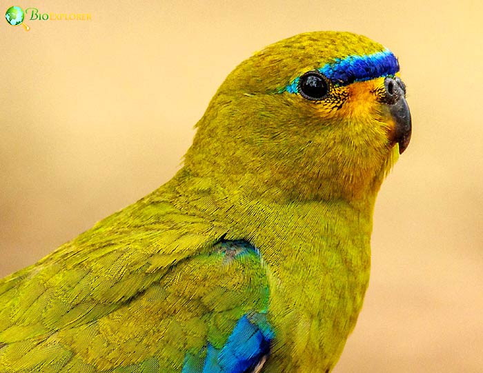 Elegant parrot close-up showing soft green plumage, blue forehead band, yellow face, and dark curved beak