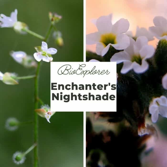 Enchanter's Nightshade Enchanter's Nightshade