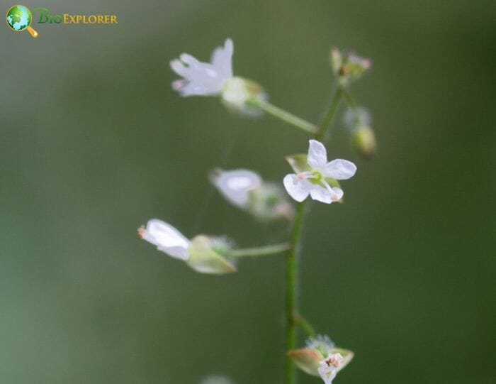 Enchanter's Nightshade Flowers Enchanter's Nightshade Flowers