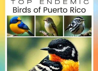 Birds of Puerto Rico