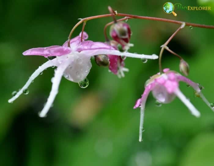 Epimedium
