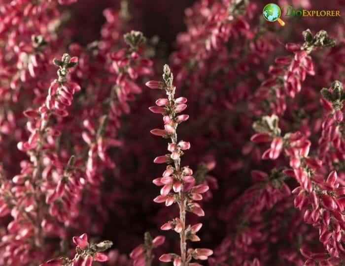 Erica Flowers Erica Flowers