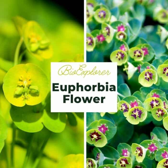 Euphorbia Euphorbia