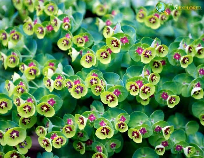 Euphorbia Flower Cluster Euphorbia Flower Cluster