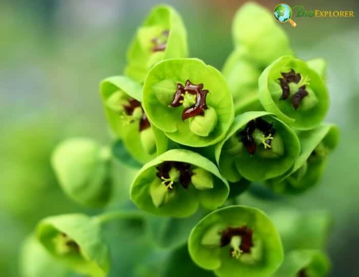 Euphorbia