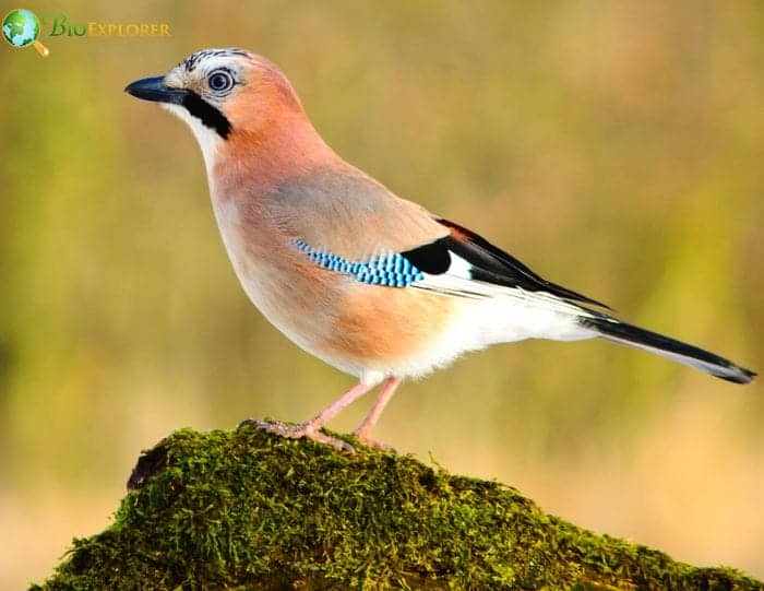 Eurasian Jay Eurasian Jay
