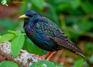 European Starling