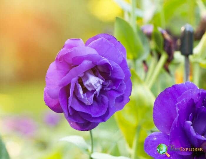 Eustoma grandiflorum