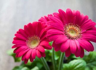 25 Most Known Exotic Flowers