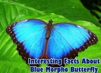 Top 21 Facts About Blue Morpho Butterfly