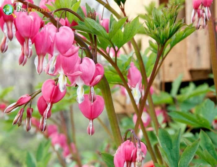 Fallopian Buds Fallopian Buds