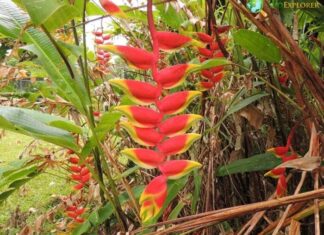 False Bird of Paradise