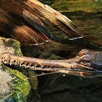 False Gharial or Malayan Gharial
