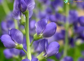 False Indigo