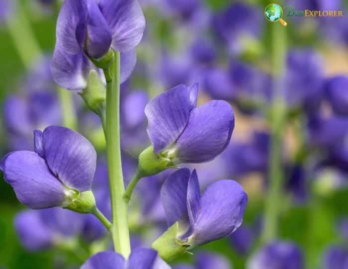 False Indigo