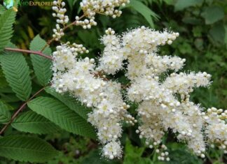 False Spirea