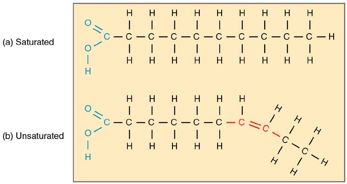 Fatty Acids Chemical Formula Fatty Acids Chemical Formula