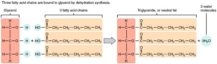 Fatty Acids Dehydration Process Fatty Acids Dehydration Process