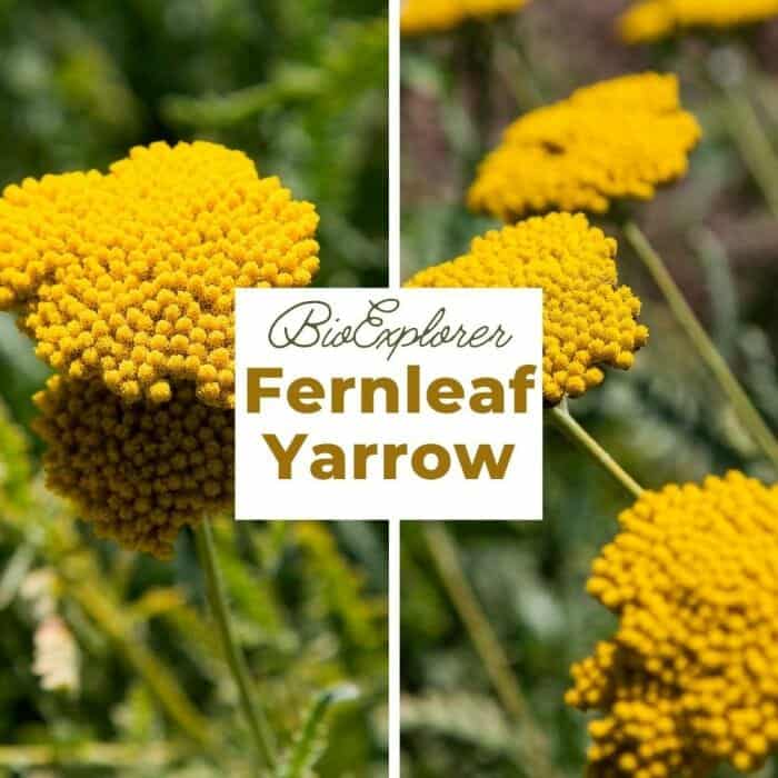 Fernleaf Yarrow Fernleaf Yarrow