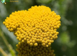 Fernleaf Yarrow