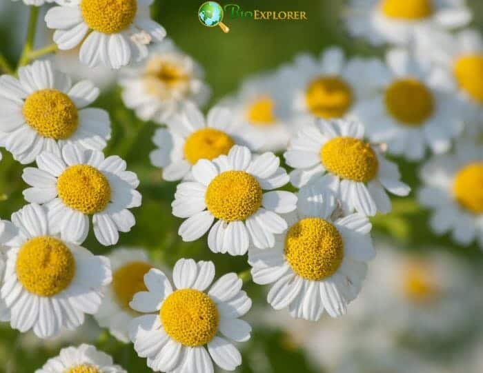 Feverfew