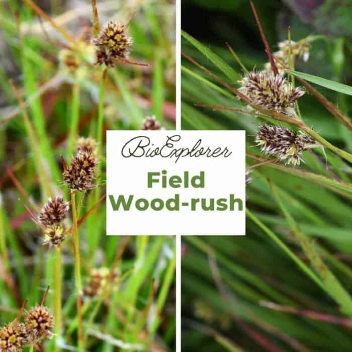 Field Wood Rush Field Wood Rush