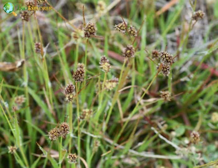Field Wood Rush Flowers Field Wood Rush Flowers